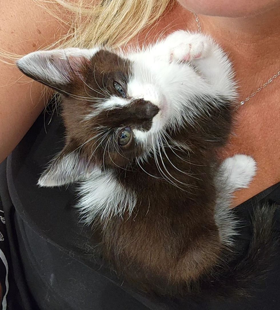 snuggly kitten owen