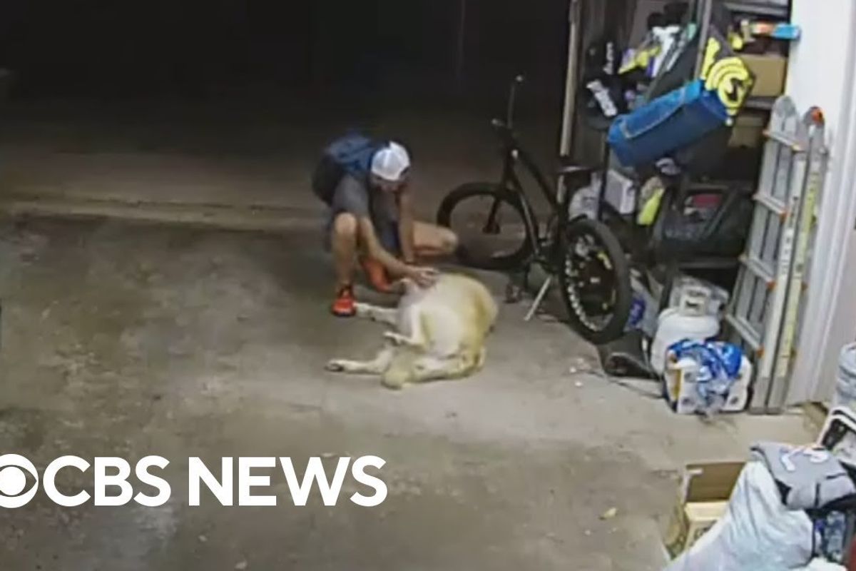 funny dog videos; viral videos; san diego bike thief; thief pets dog