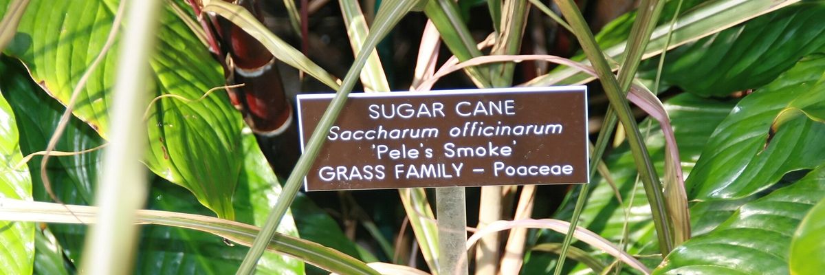 photo of a sugarcane plant