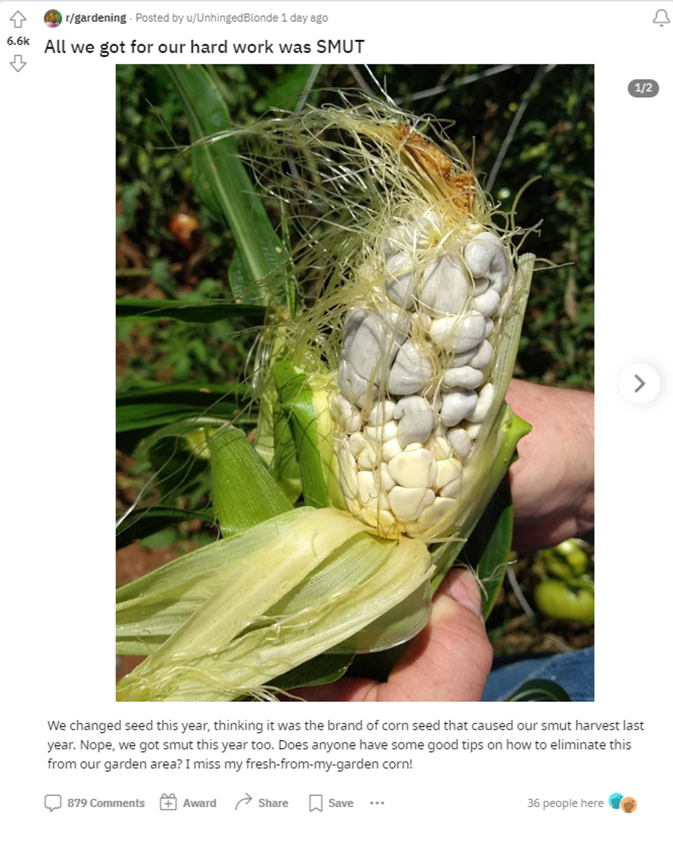 a Reddit post showing a farmer asking how to get rid of corn smut