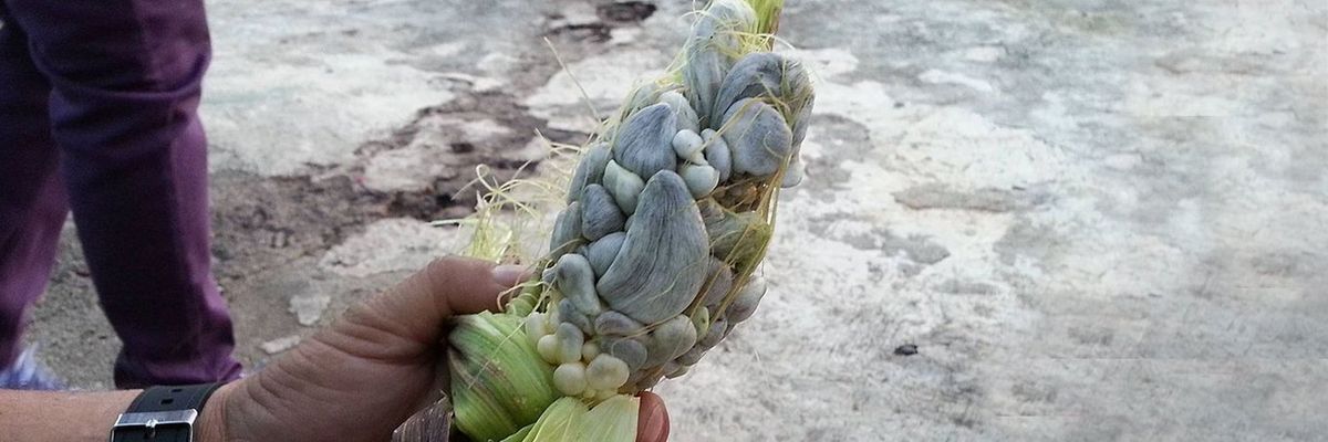 a corn cob infested with huitlacoche or corn smut