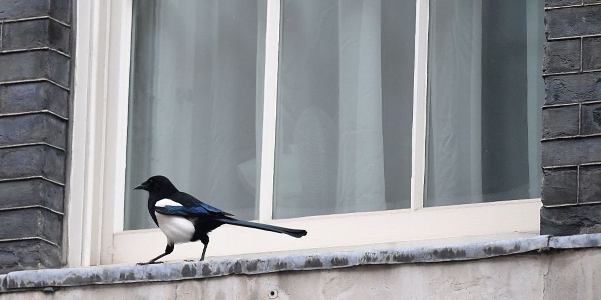 NextImg:Climate activists ask people to turn off lights, close blinds to prevent '1 billion birds' from dying from crashing into windows