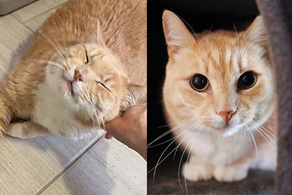 Cat Tries His Hardest to Get People to Notice Him After Waiting Almost 500 Days for a Home