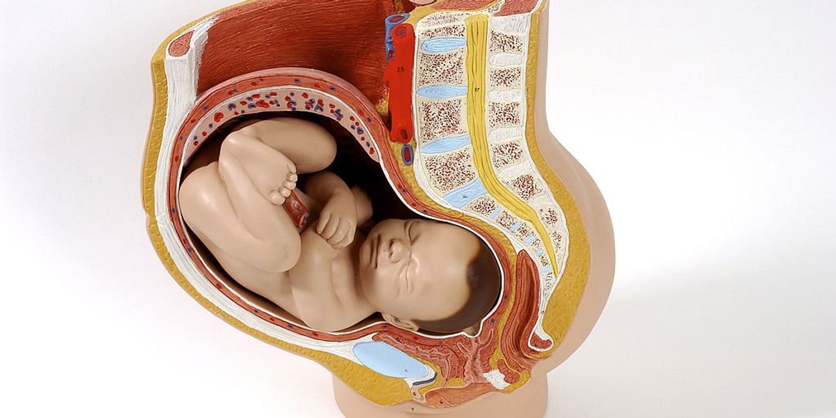 NextImg:American Medical Association journal: There's no moral reason why taxpayers shouldn't subsidize uterus transplants for men