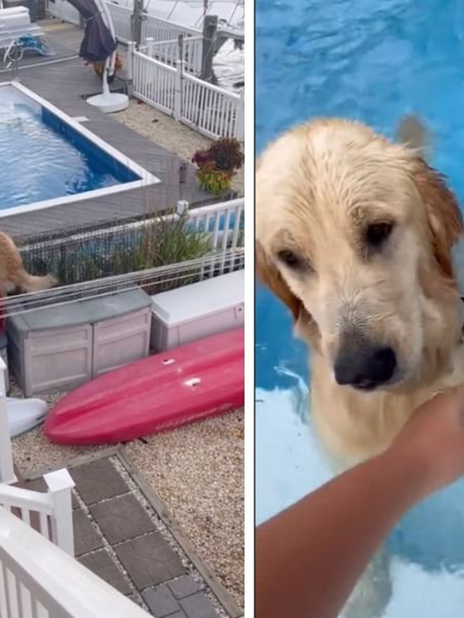 Golden Retriever Puppy Meeting Her New Lab Sibling Is Giving People the  Feels