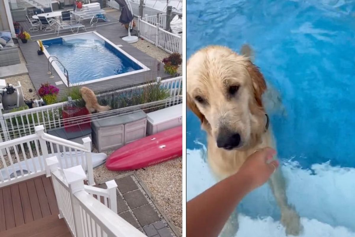 funny dog videos; pets; viral tiktok; dog sneaks swim; dogs of tiktok