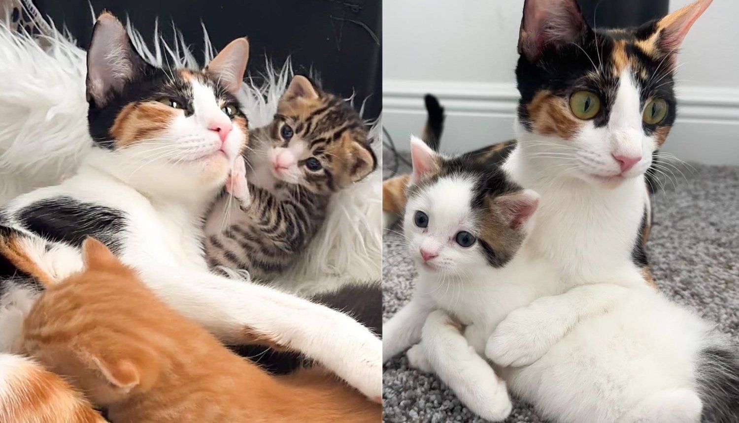 Cat Lay on Top of Kittens to Protect Them, Turned So Affectionate When Someone Opened Her Home to Help