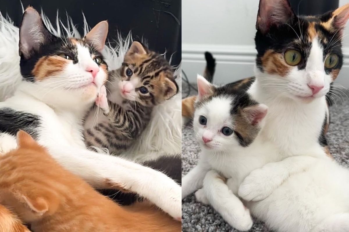 Cat Lay on Top of Kittens to Protect Them, Turned So Affectionate When Someone Opened Her Home to Help