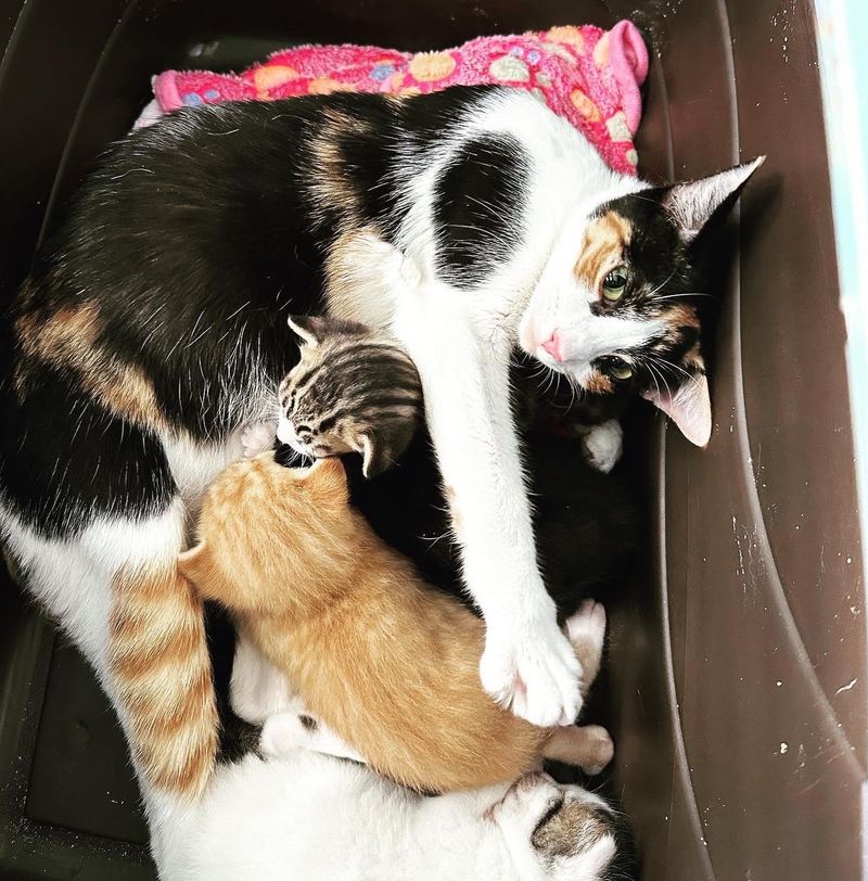 cat mom hugs kittens