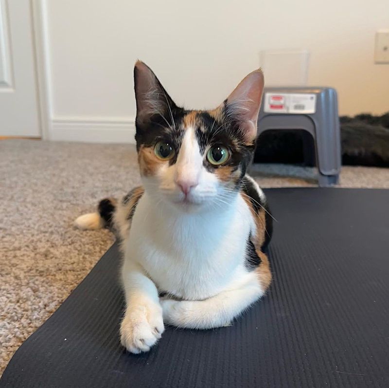 sweet calico cat