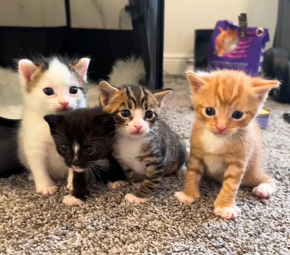 Cat Lay on Top of Kittens to Protect Them, Turned So Affectionate When ...