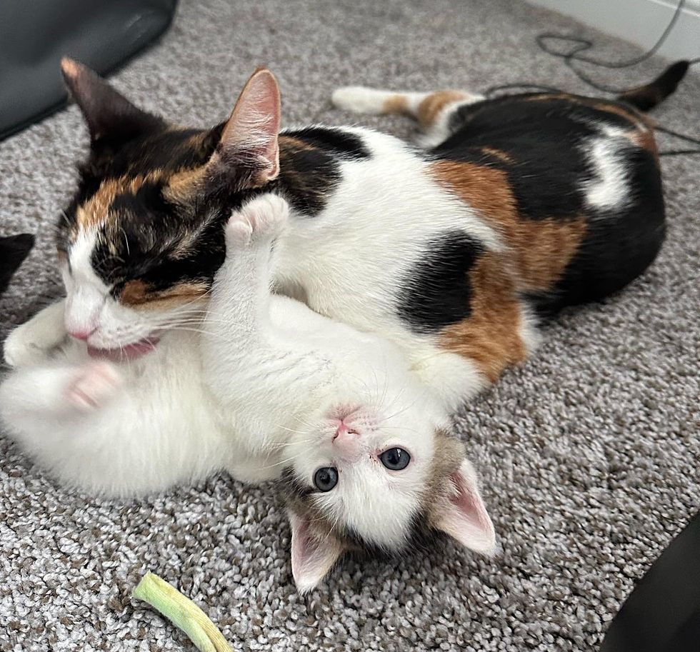 cat mom kitten loving