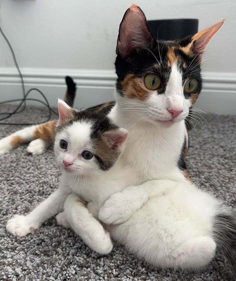 cat hugs kitten