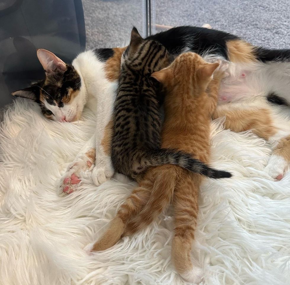 cat mom nursing kittens