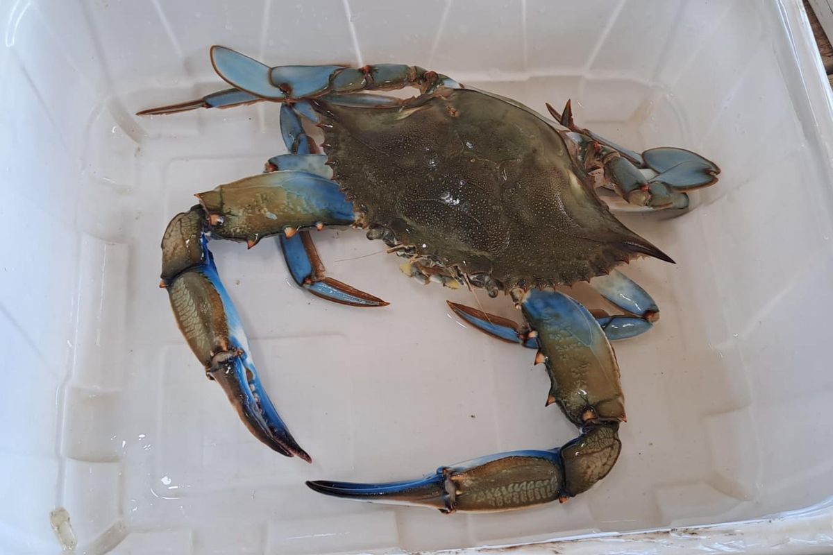 Il granchio blu. La new entry dei nostri mari