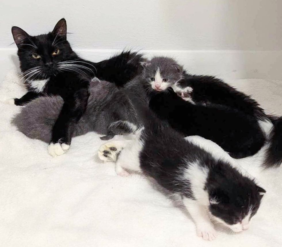cat snuggling kittens