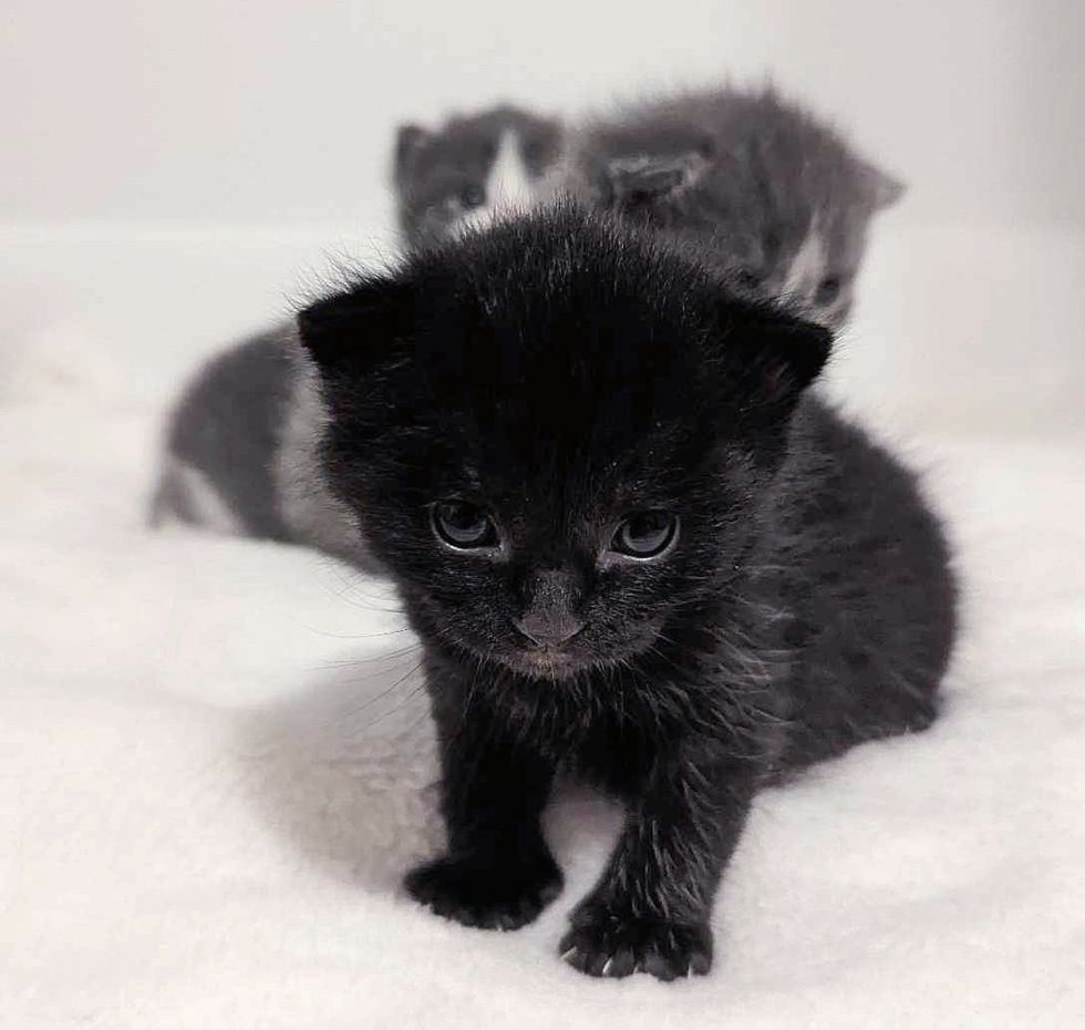 cute panther kitten cat