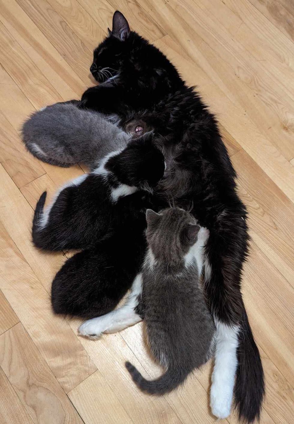 cat mom nursing kittens