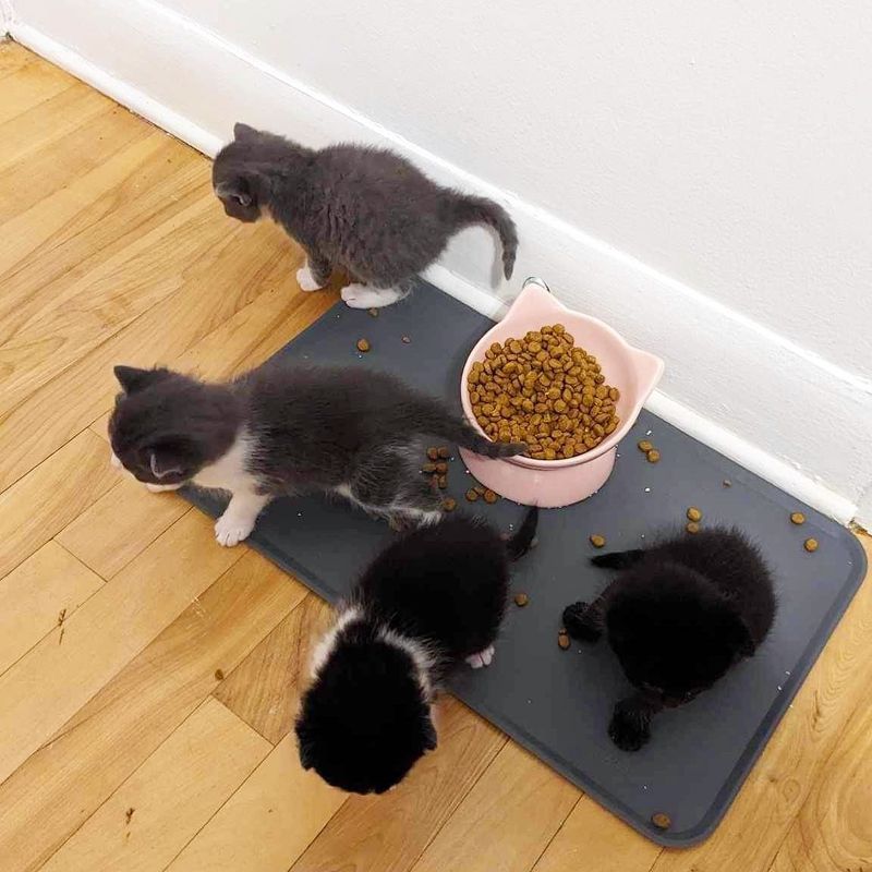 kittens learning walk