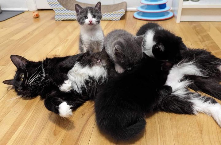 cat mom nursing kittens