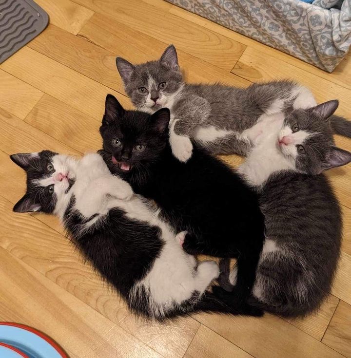 kittens purr pile cute