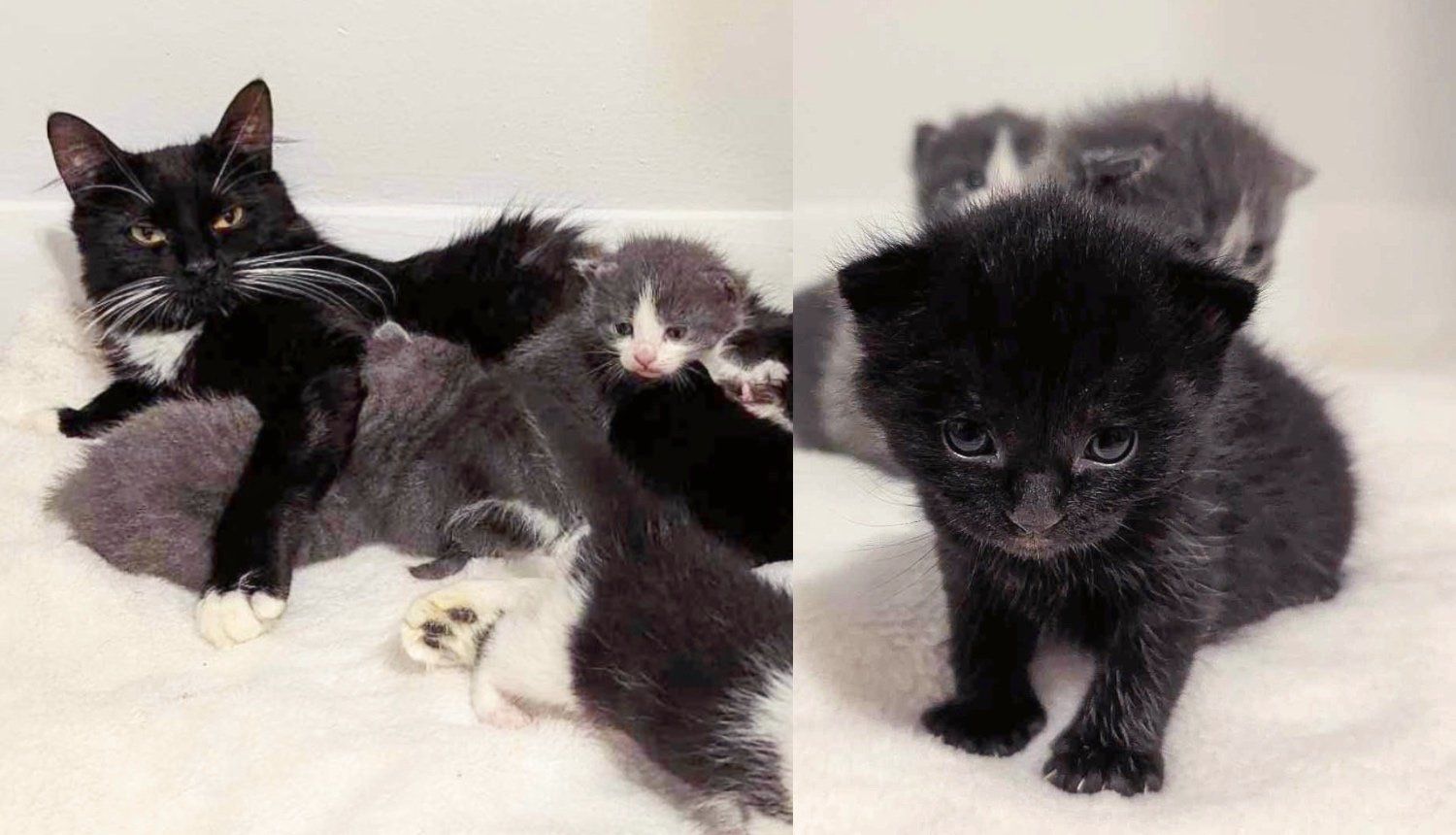 Family Went to Find Missing Cat but Ended Up Saving a Young Cat with Kittens