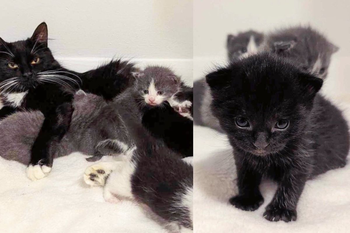Family Went to Find Missing Cat but Ended Up Saving a Young Cat with Kittens