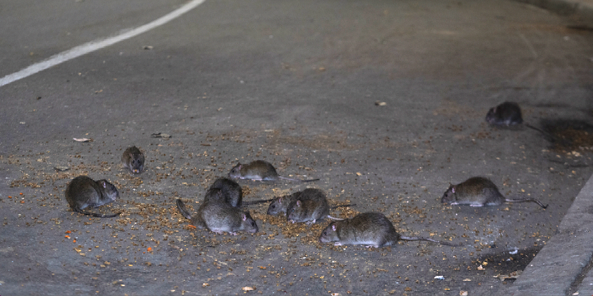 NextImg:'We've had rats the size of Crocs just running up and down the street': NYC holds first-ever Anti-Rat Day of Action in Harlem