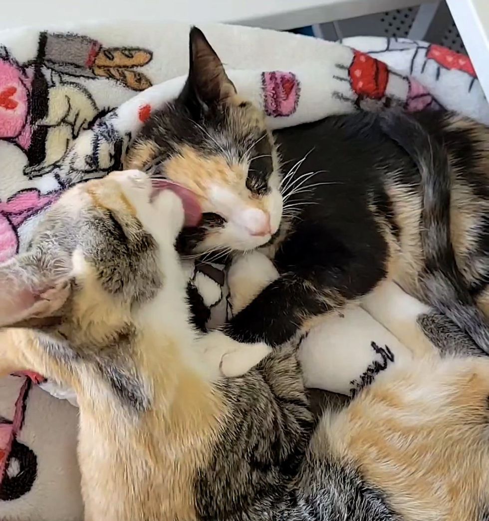 cute kittens snuggles