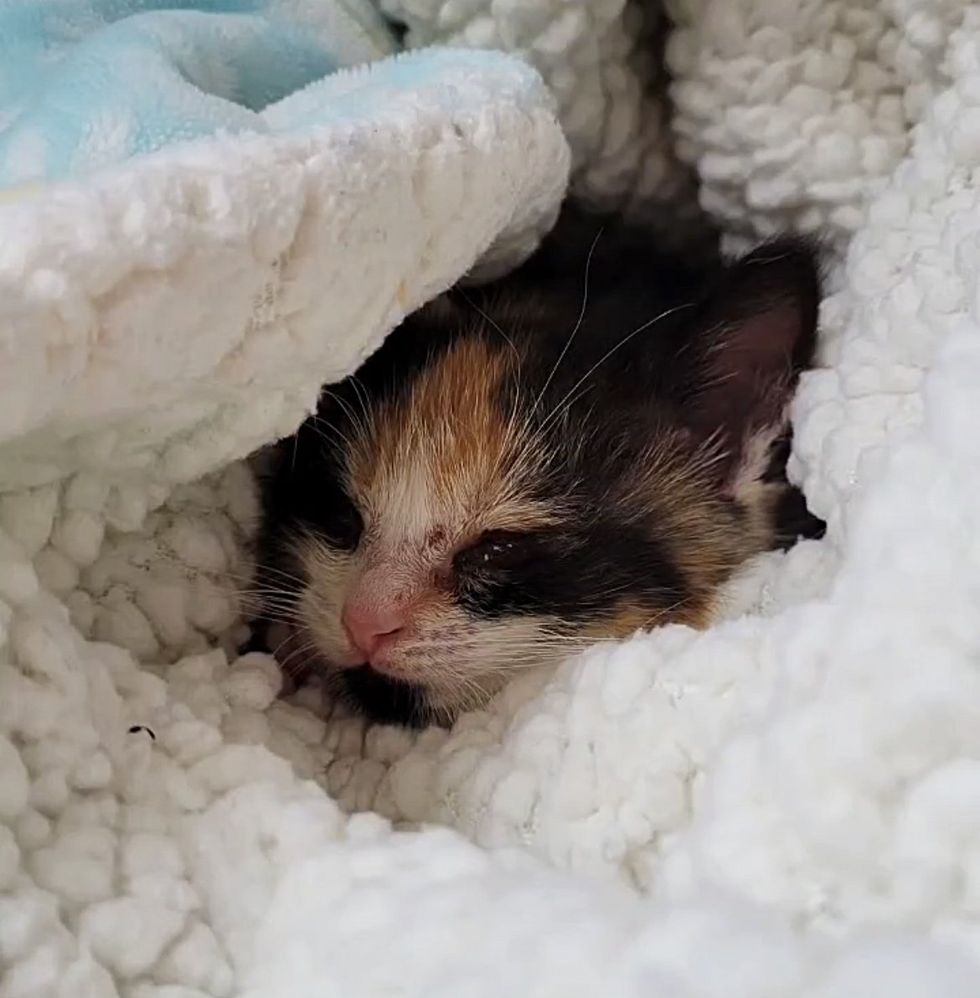 snuggly kitten calico blanket