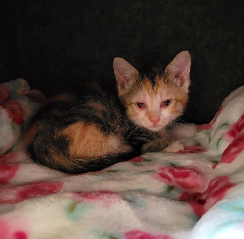 calico kitten