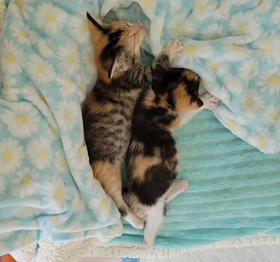 calico kittens best friends