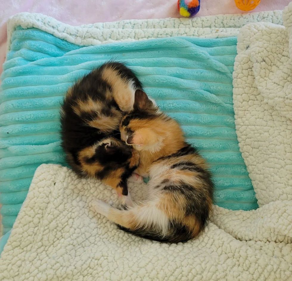 calico kittens snuggles