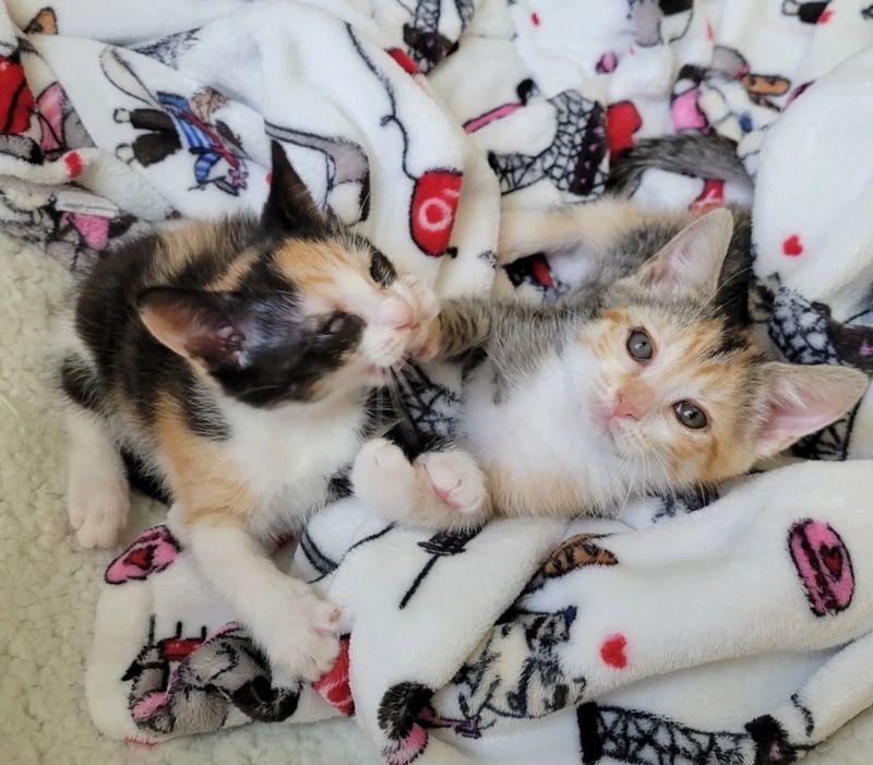 best friends calico kittens