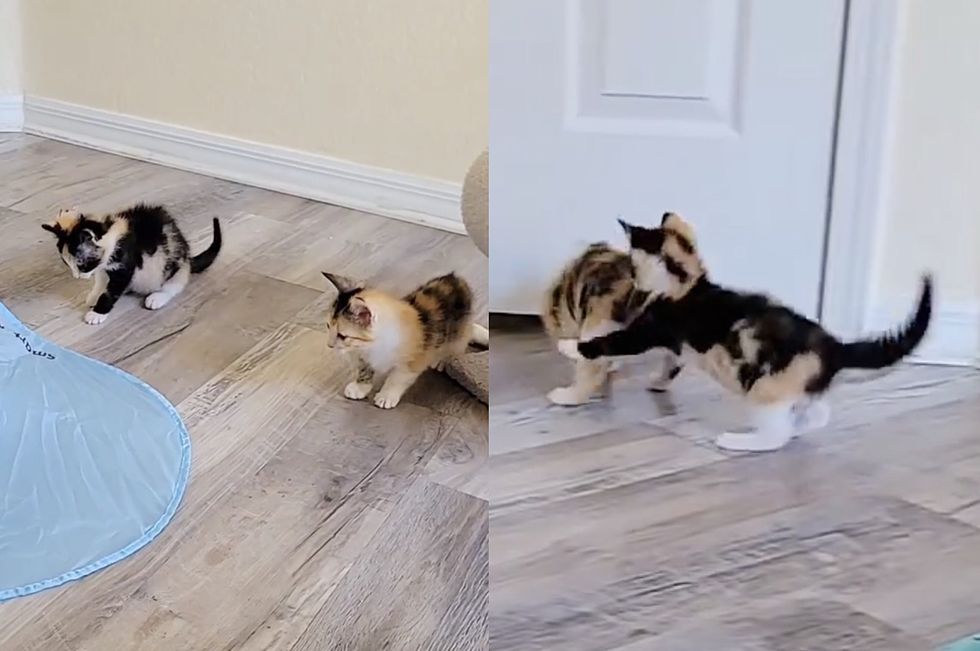 playful calico kittens