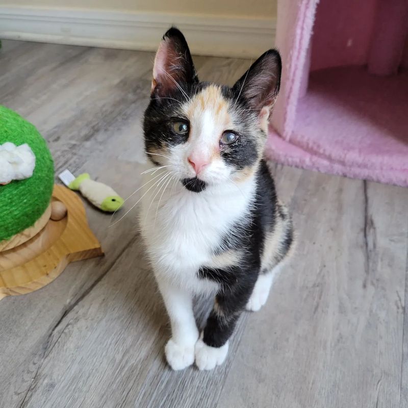 sweet calico kitten