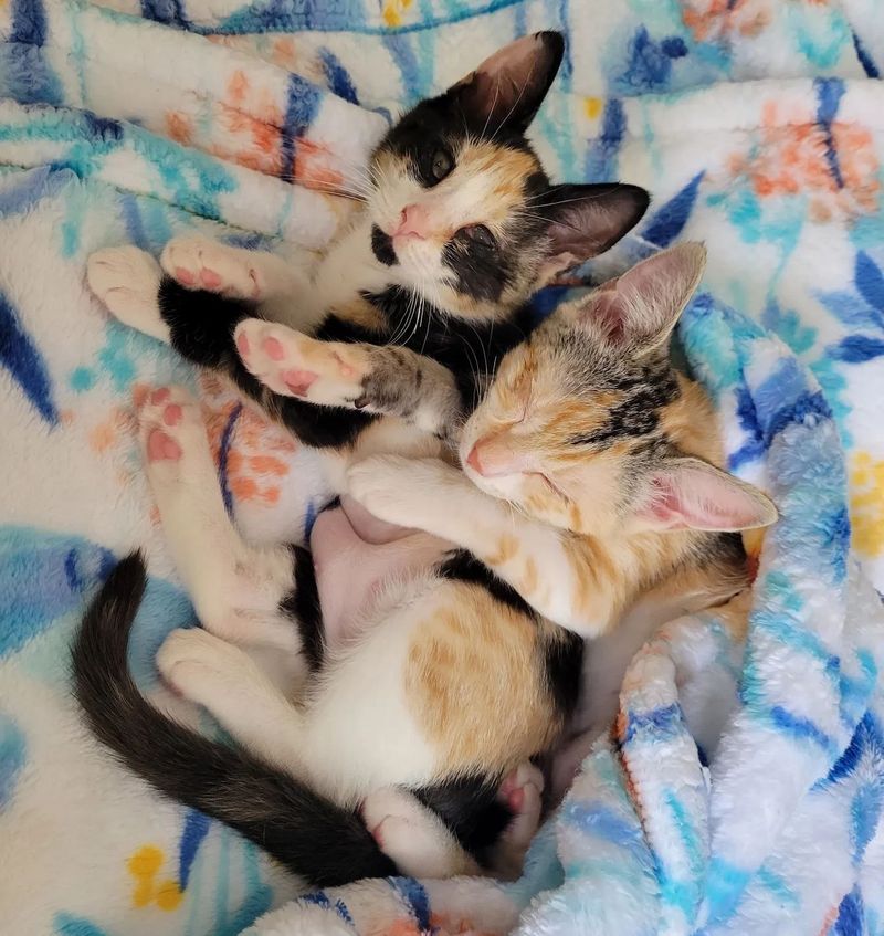 cuddly calico friends