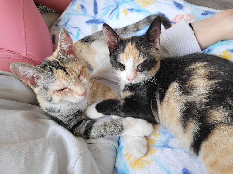 sweet calico kittens, best friends cats