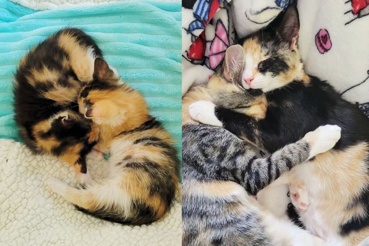 Kitten Meets Another Cat that Reminds Her of Her Late Sister, She Hangs onto Her and Won't Let Go