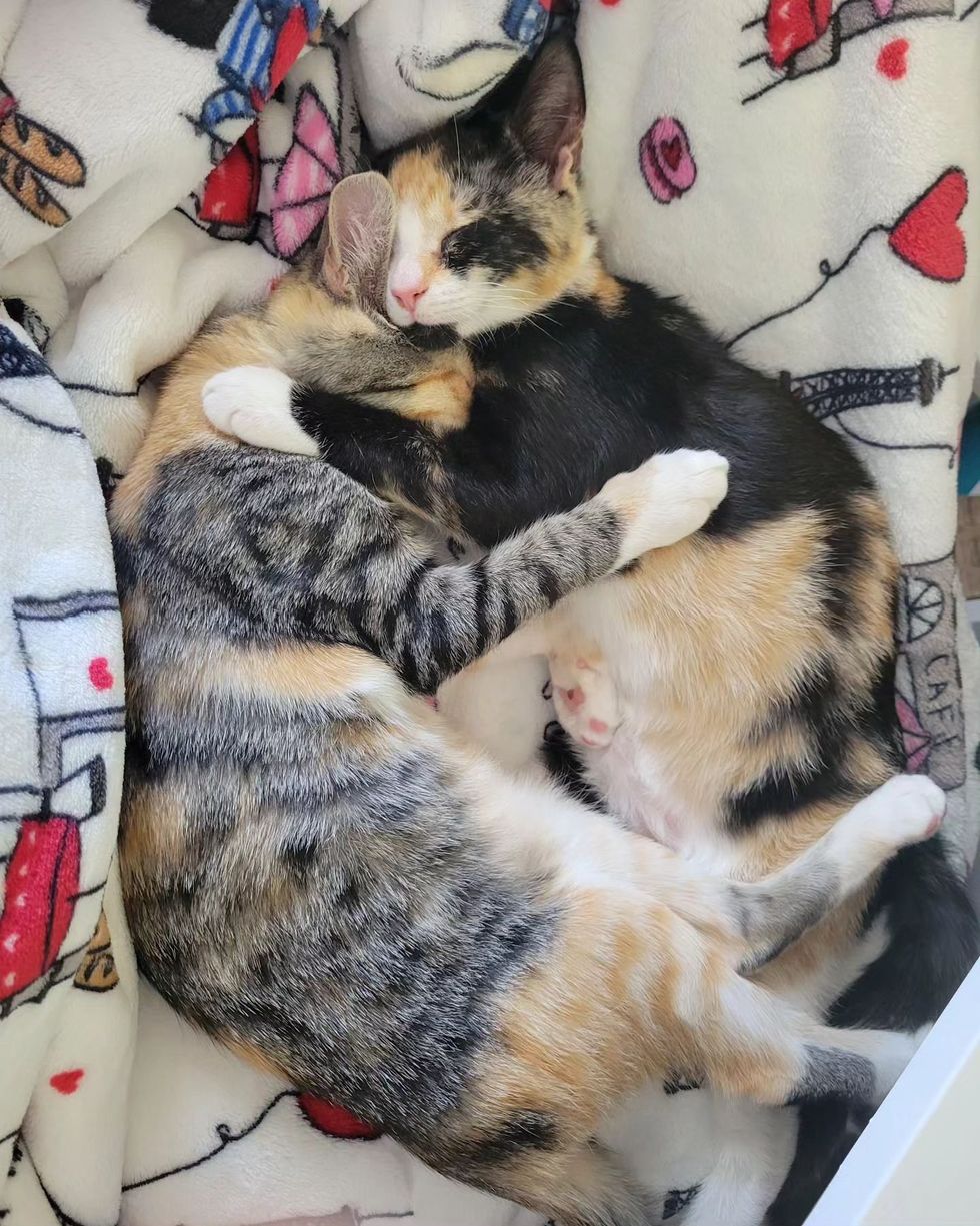 sweet cat calicos, snuggling kittens