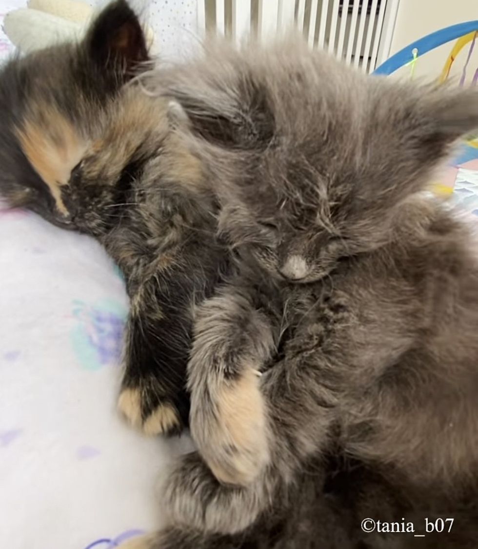 sleeping fluffy kittens