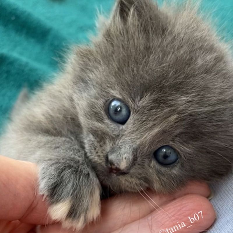 kitten holding paws