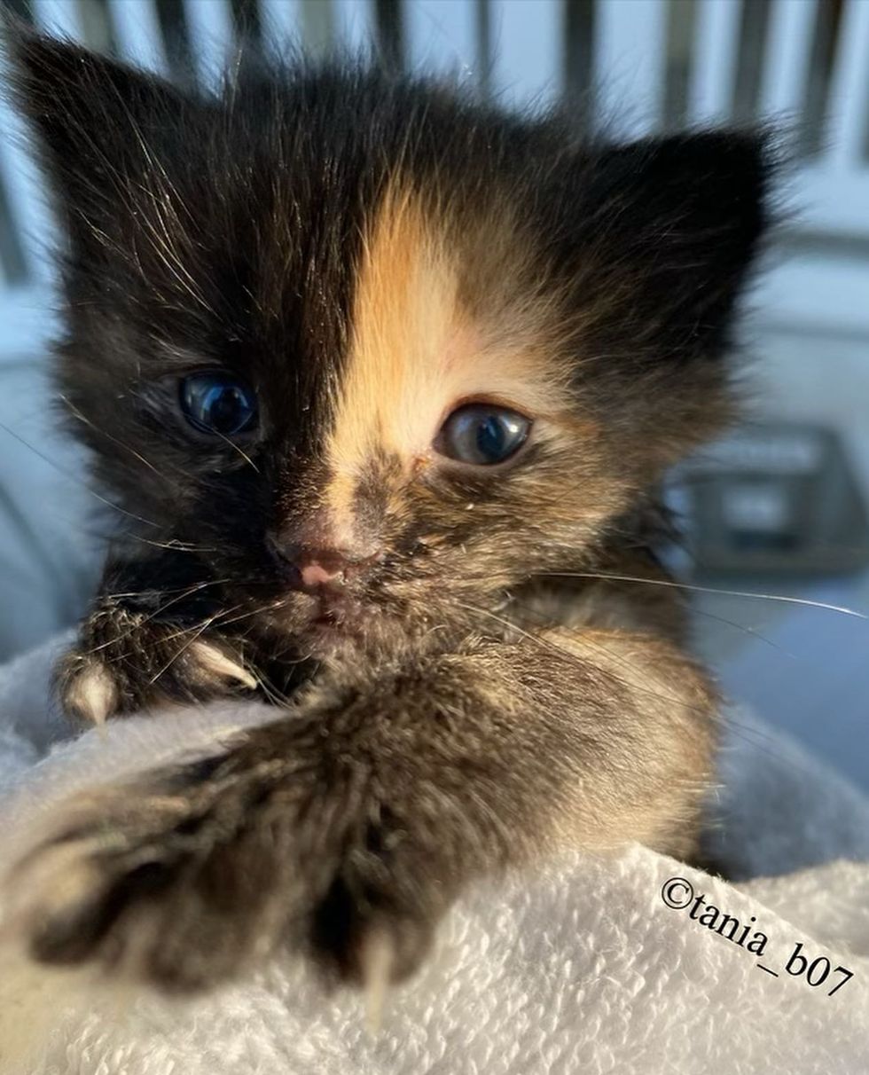 tortie kitten cute