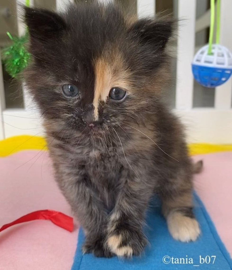 cute tortie kitten