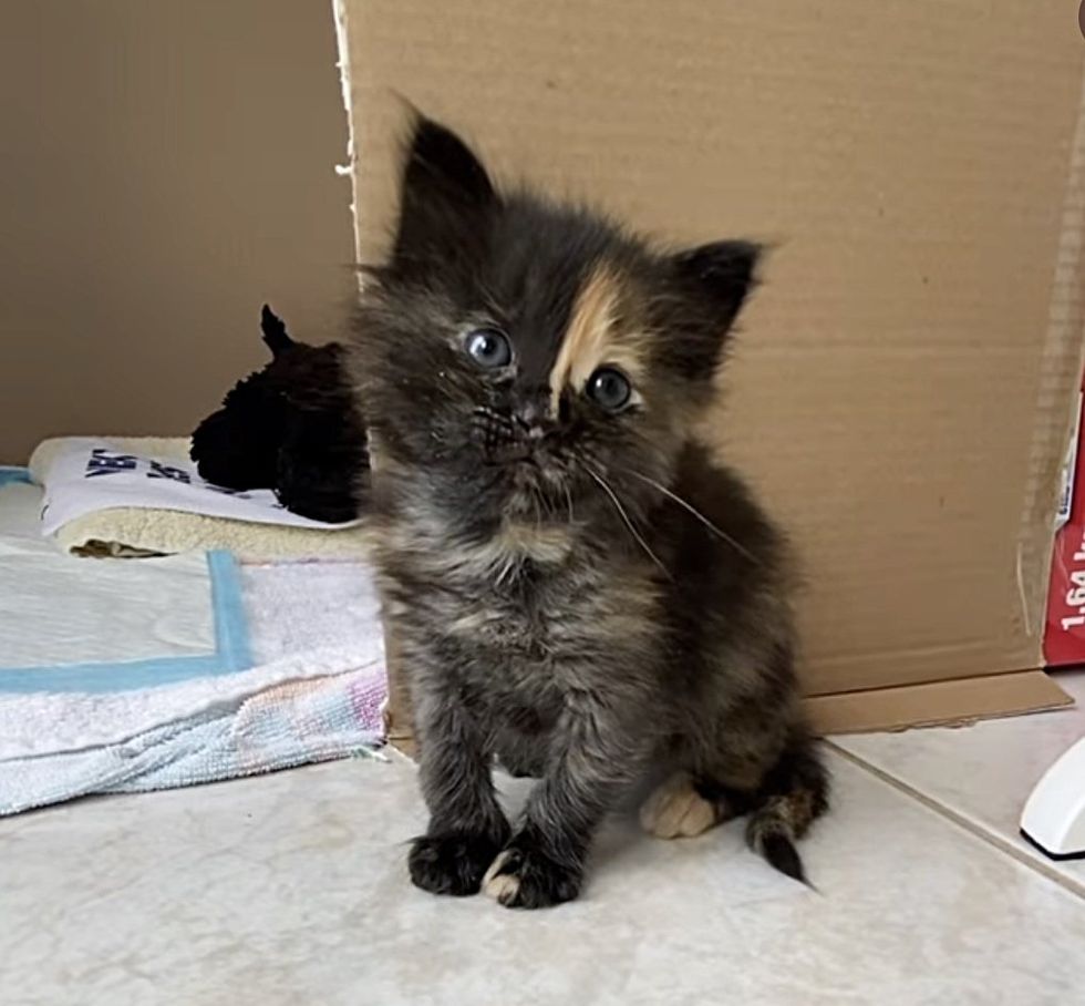 sweet tortie kitten