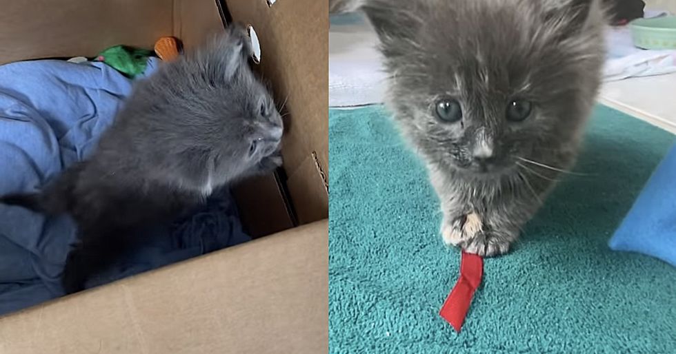 gray kitten box