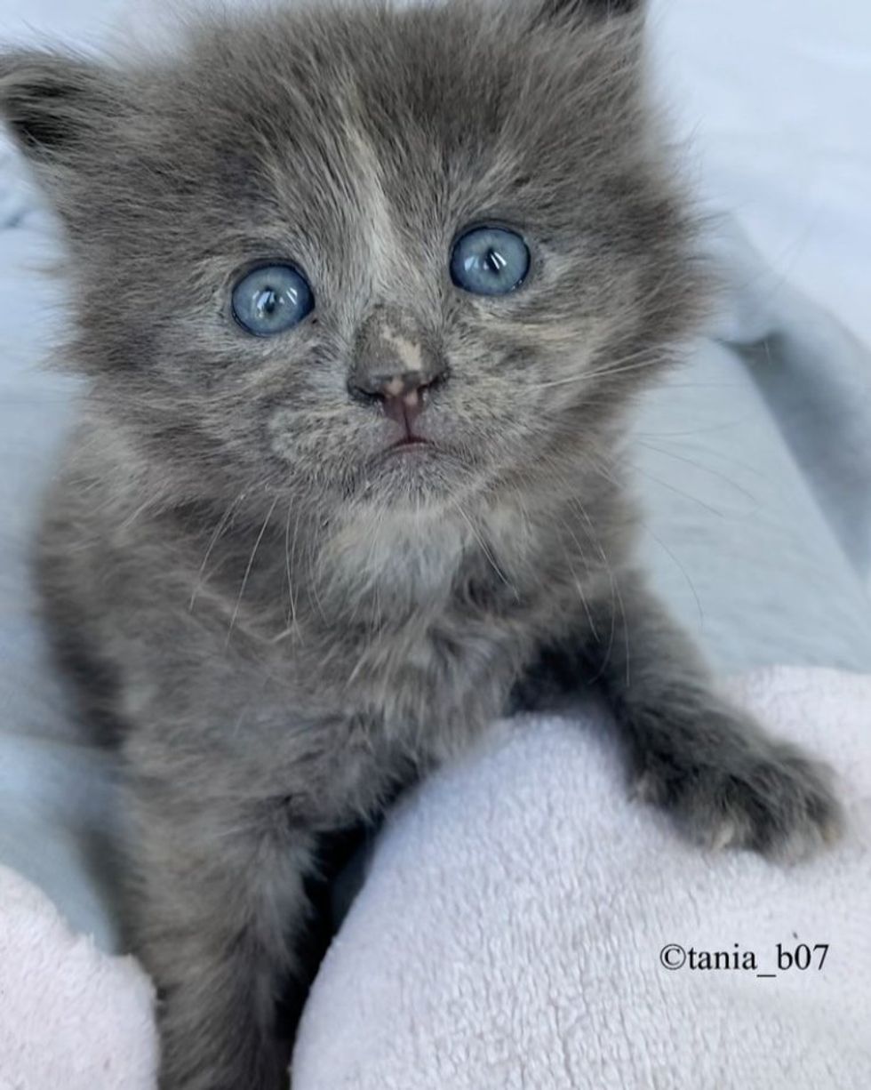 fluffy gray kitten