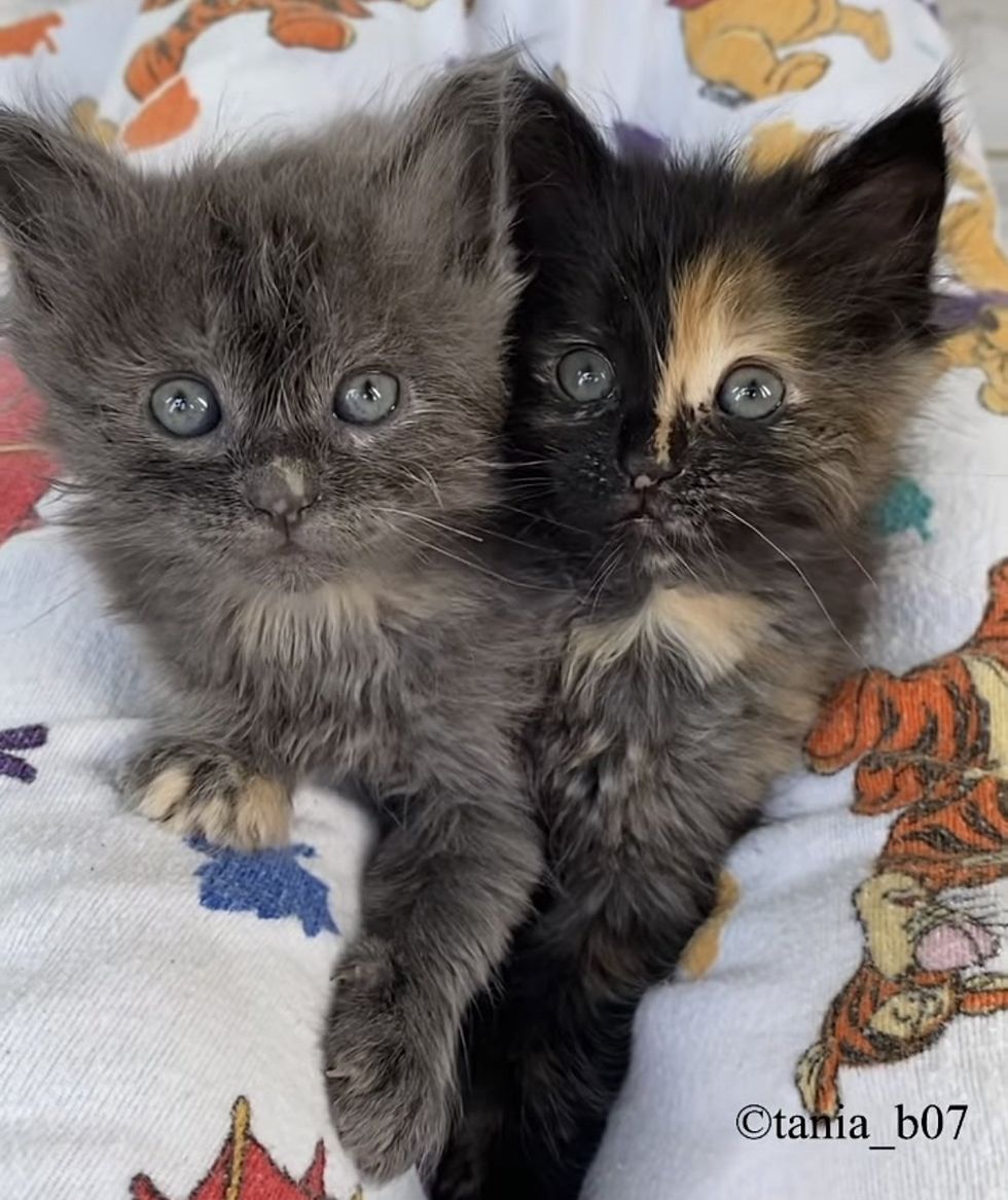kittens snuggling sweet