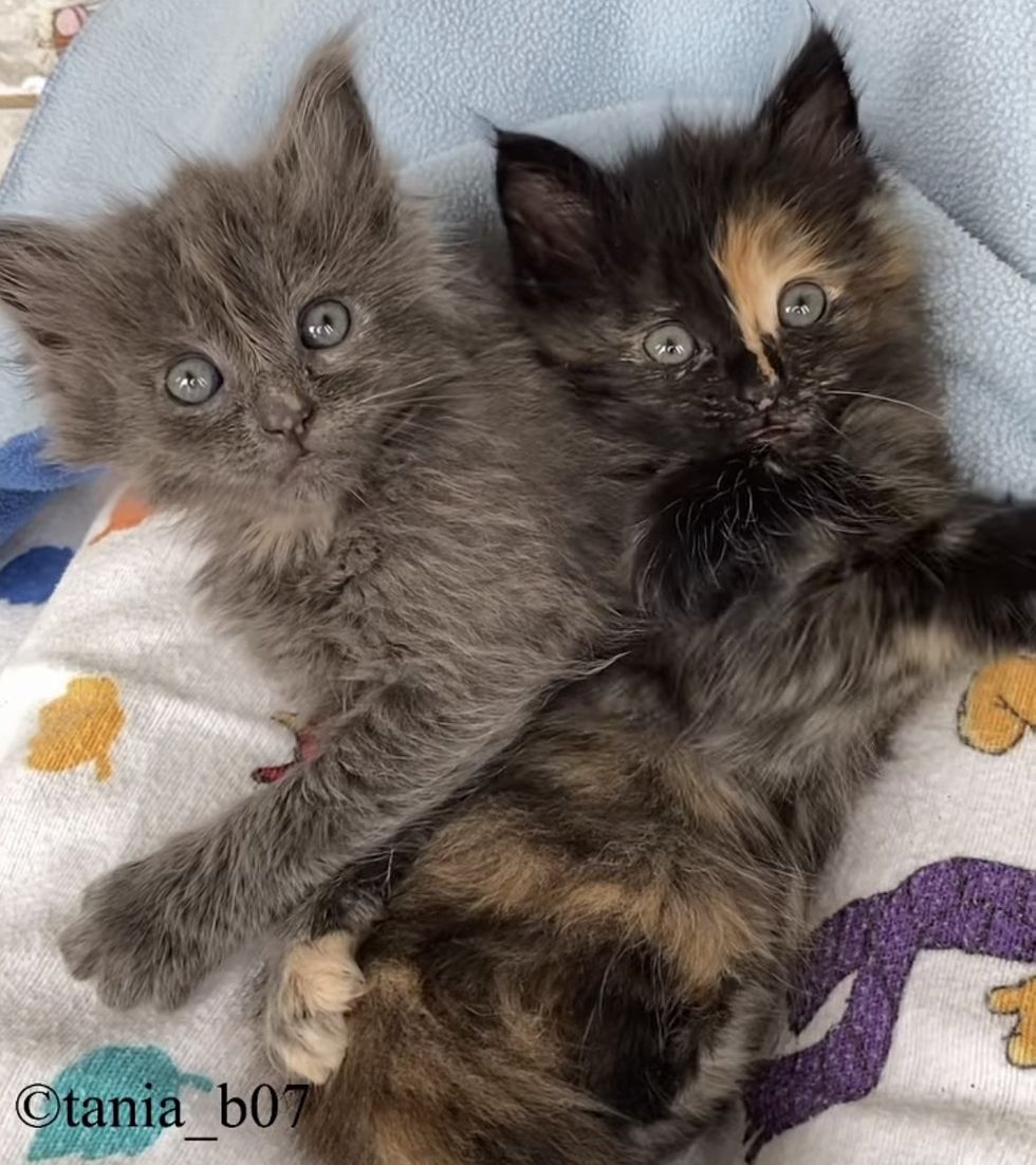 sweet fluffy kittens