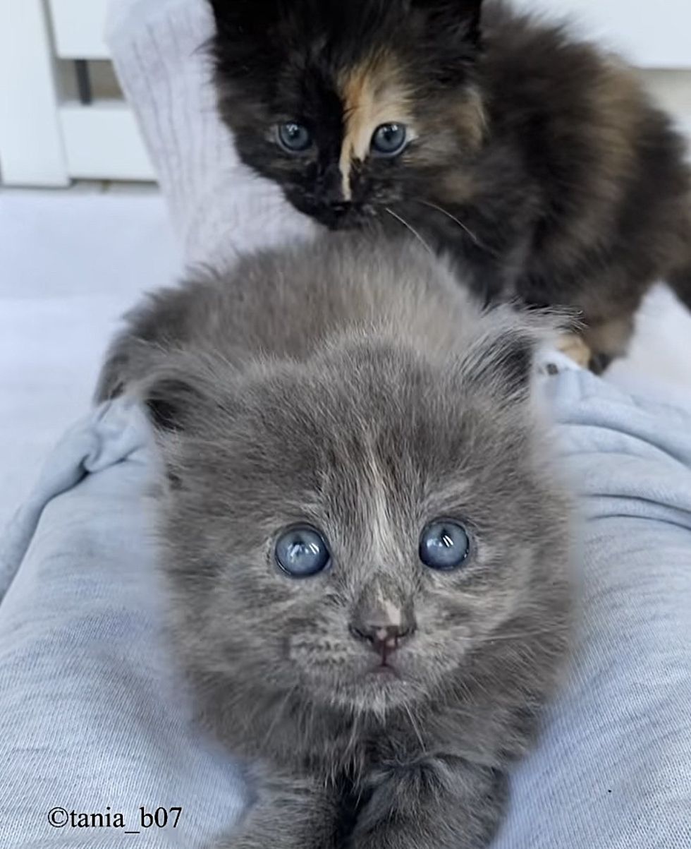 fluffy kittens lap cats